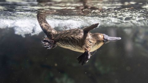 Ignore Those Aussies Who Say You Can’t Spot a Platypus in the Wild. We Did and Here’s How